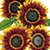 shock o lat sunflower