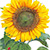 sunspot sunflower