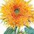 goldey honey bear sunflower