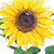lemon queen sunflower