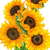 zohar sunflower