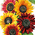 heirloom beautes sunflower