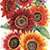 drop dead red sunflower