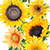 florist favorite sunflower