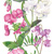 perennial