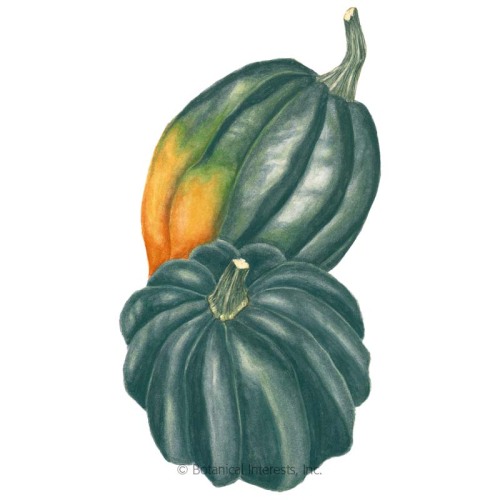 Table King Acorn Winter Squash Seeds, Vegetables: Botanical Interests