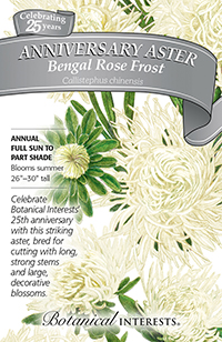 Bengal Rose Anniversary Aster