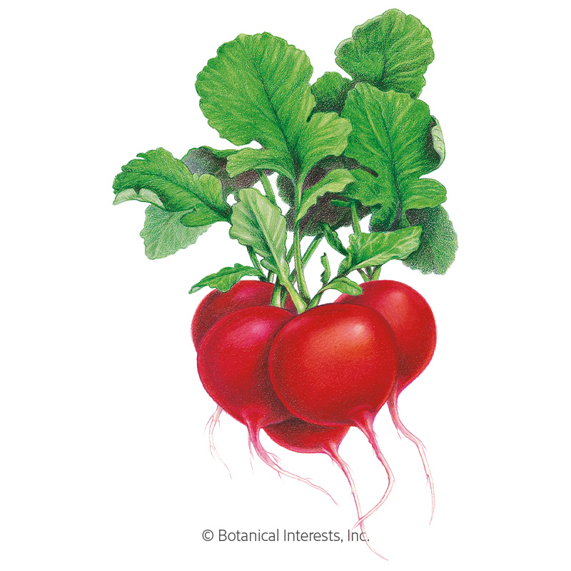 Crimson Giant Radish Seeds, Vegetables Botanical Interests