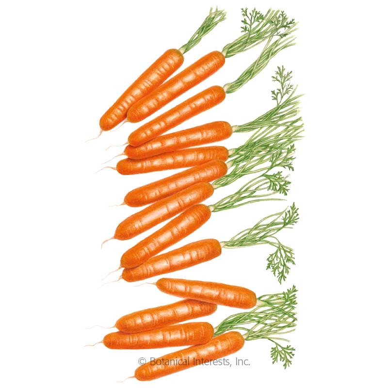 How do they make baby carrots picture