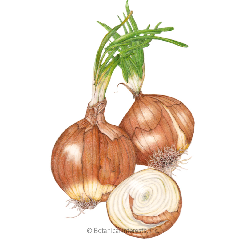 Yellow Sweet Spanish Utah Bulb Onion Seeds, Vegetables Botanical Interests