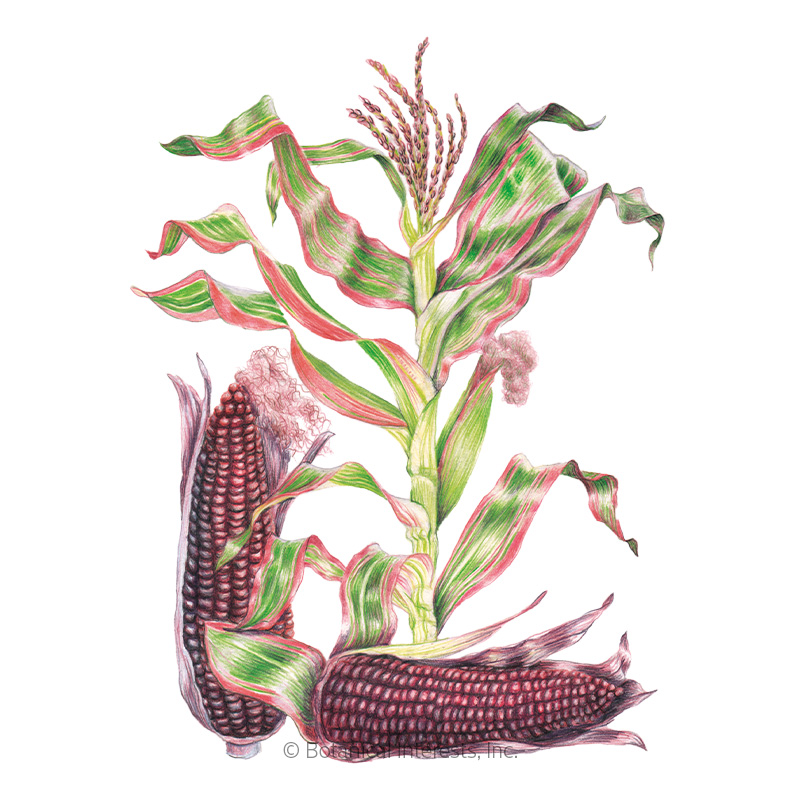 Striped Japonica Ornamental Corn Seeds , Flowers Botanical Interests