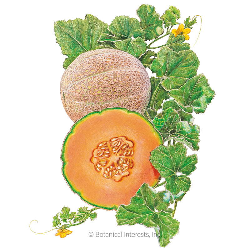 Hearts of Gold Cantaloupe/Muskmelon Melon Seeds , Vegetables Botanical