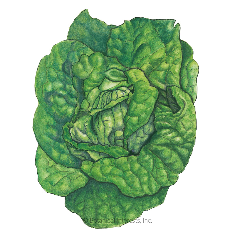 Buttercrunch Butterhead Lettuce Seeds , Vegetables Botanical Interests