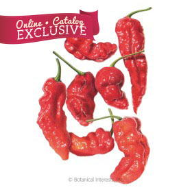 Ghost Bhut Jolokia Chile Pepper Seeds - Online Exclusive