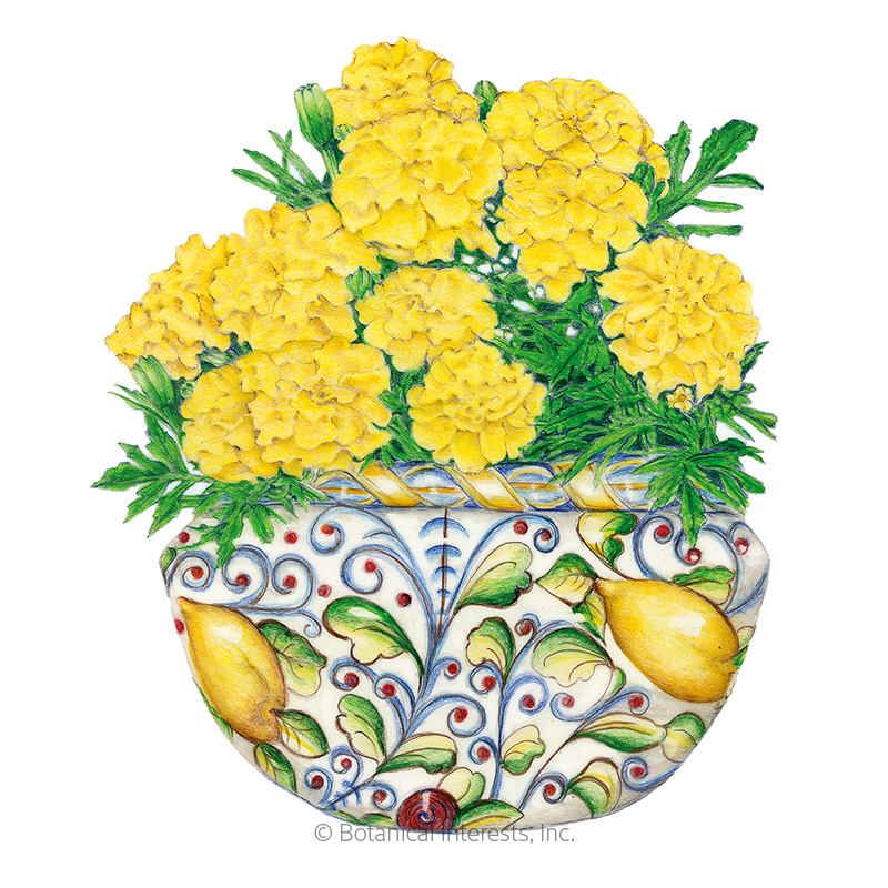 Lemon Drop French Marigold Seeds    