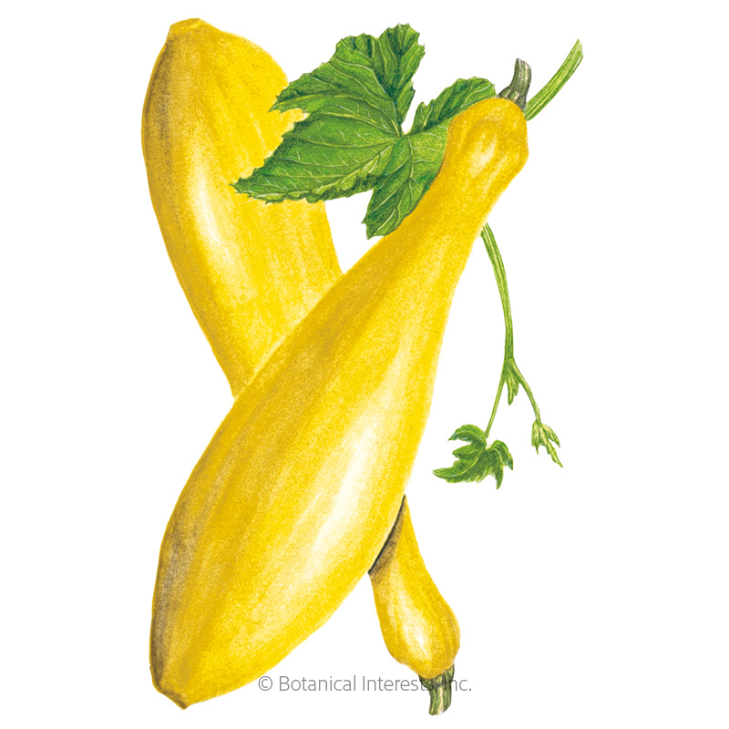 Summer Squash