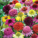 Coneflower - Echinacea Plants
