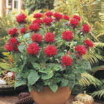 Bee Balm Plants
