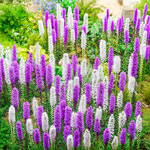 Liatris