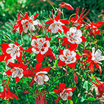Columbine Plants - Aquilegia