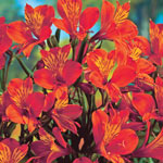 Alstroemeria