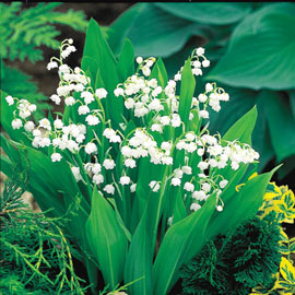 Brecks Lily-of-the-Valley