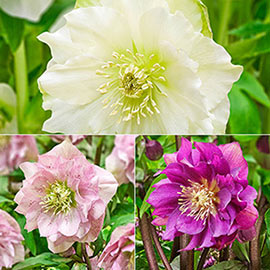 Brecks Double-Flowered Wow!<sup>&reg;</sup> Hellebore Collection