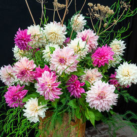 Brecks Caf&eacute; au Lait Dahlias - Caf&eacute; au Lait Dahlia Mixture