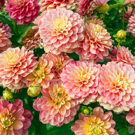 Brecks Milena Fleur Dahlia