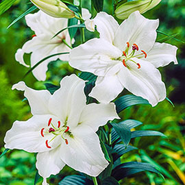 Brecks Gandhara Lily