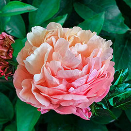 Brecks Pink Hawaiian Coral Peony