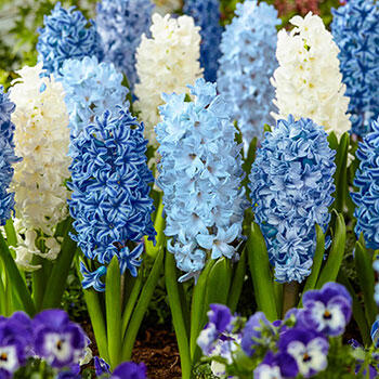 hyacinth bulbs blue flower amaryllis flowering mixture pack salmon blend brecks dialog opens bourgondien van