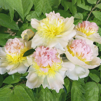 Shop Cherry Hill Peony Sun Perennials For Sale Breck S