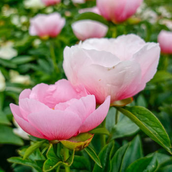 Shop Cherry Hill Peony Sun Perennials For Sale Breck S