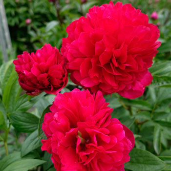 Shop Cherry Hill Peony Sun Perennials For Sale Breck S