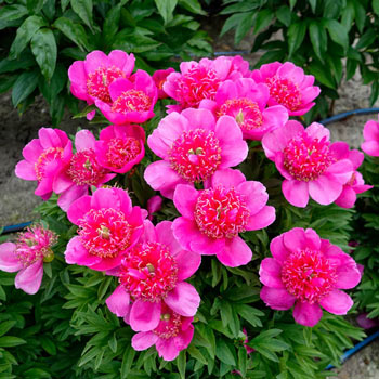 Shop Cherry Hill Peony Sun Perennials For Sale Breck S