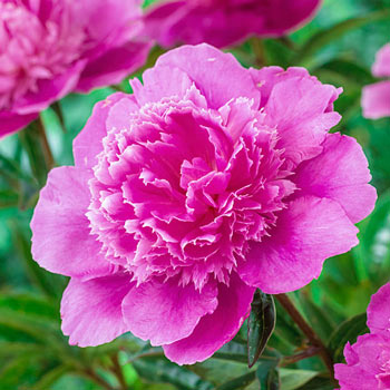 Shop Cherry Hill Peony Sun Perennials For Sale Breck S