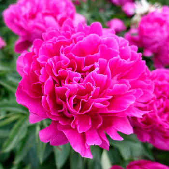 Shop Cherry Hill Peony Sun Perennials For Sale Breck S