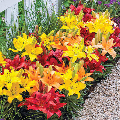 Dwarf Asiatic Lily Mix Brecks Premium Bulbs