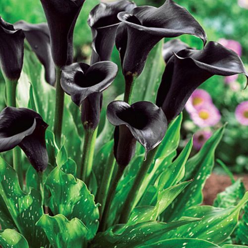 Odessa Calla Lily Black Calla Lily