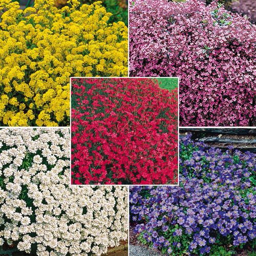 Rainbow Ground Cover Collection