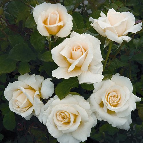 White Licorice Floribunda Rose