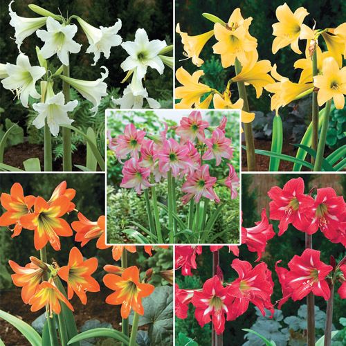 Hardy Amaryllis Collection