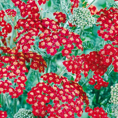 Red Velvet Yarrow