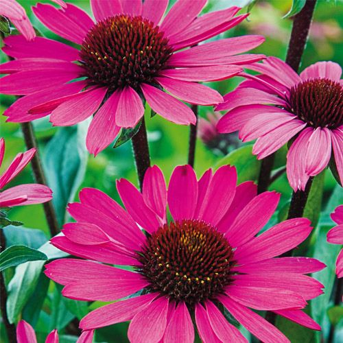 Summer Cloud Coneflower