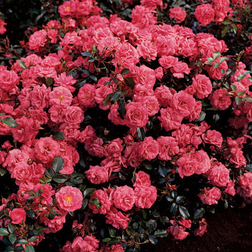 Electric Blanket Groundcover rose