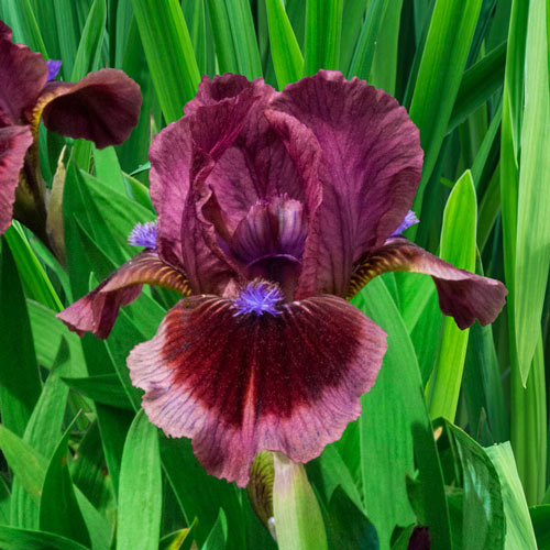 Cats Eye Dwarf Bearded Iris Breck's