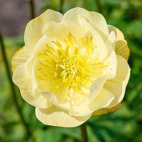 Globe Flower New Moon