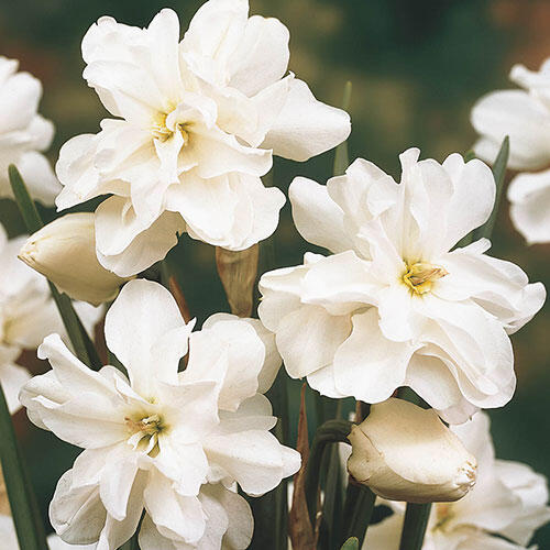 Rose of May Daffodil Breck's