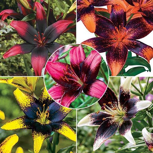Black Star Asiatic Lily Collection